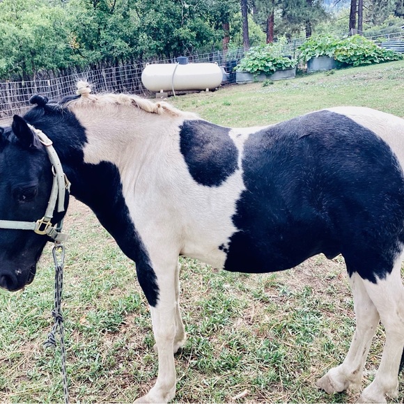 Meet your Posher, Eva - Picture 5 of 13